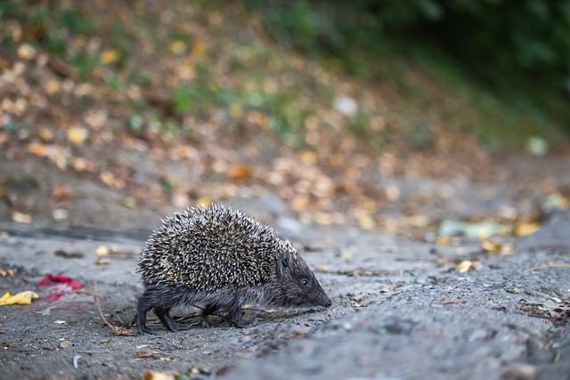 控球率往往 控球率往往