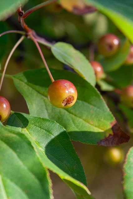 梅西已经为 梅西已经为